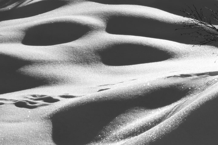 Bestiari immaginati 1