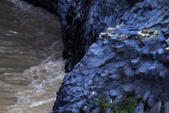 Bestiari immaginati 7